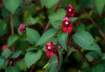Impatiens salpinx