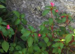 Impatiens salpinx