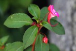 Impatiens salpinx