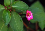 Impatiens salpinx