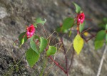 Impatiens salpinx