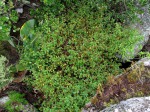 Impatiens salpinx