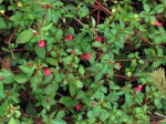 Impatiens salpinx