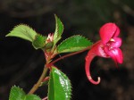 Impatiens salpinx