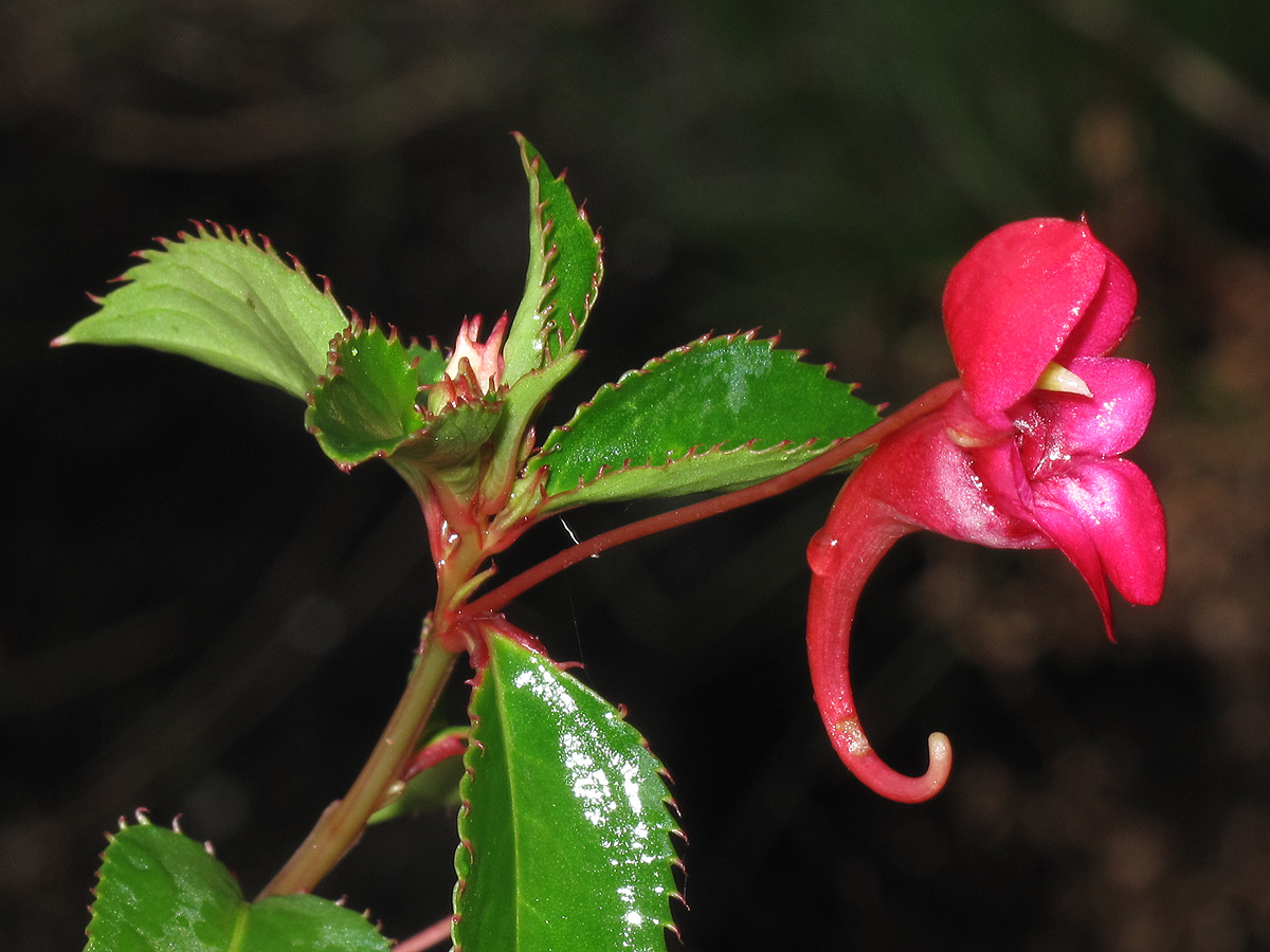 Impatiens salpinx