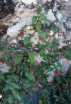 Impatiens salpinx