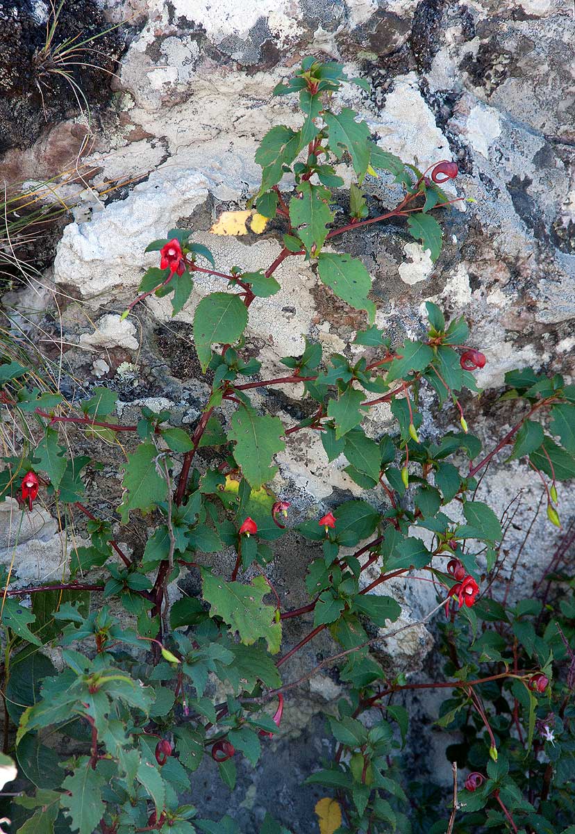 Impatiens salpinx