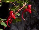 Impatiens salpinx