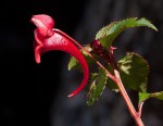 Impatiens salpinx