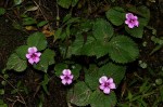Impatiens sylvicola