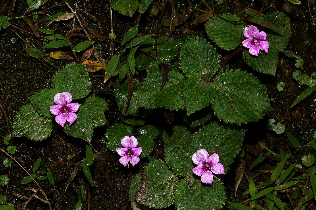 Impatiens sylvicola