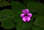 Impatiens sylvicola