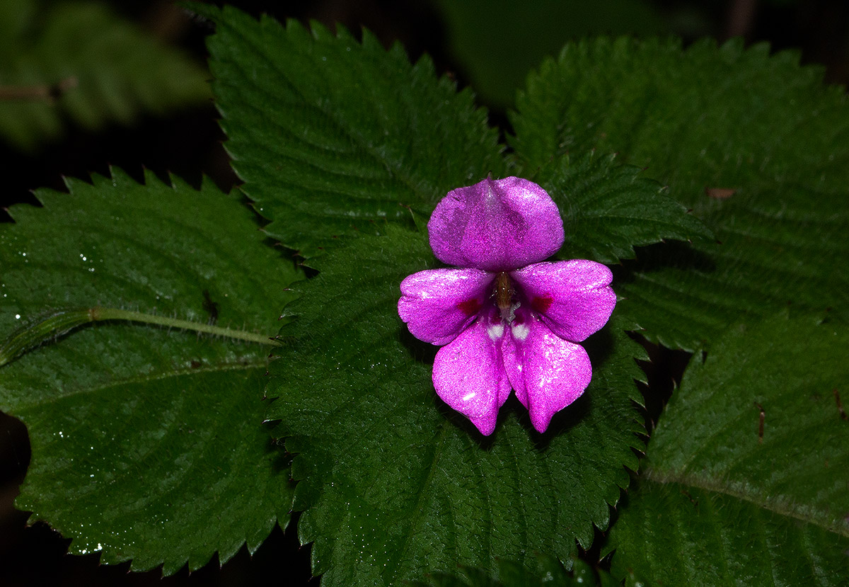 Impatiens sylvicola