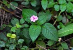 Impatiens sylvicola