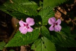 Impatiens sylvicola
