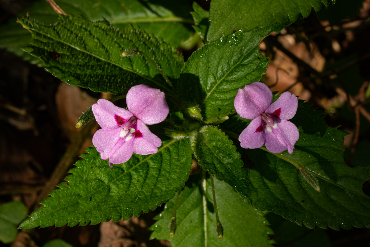 Impatiens sylvicola