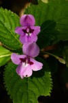 Impatiens sylvicola