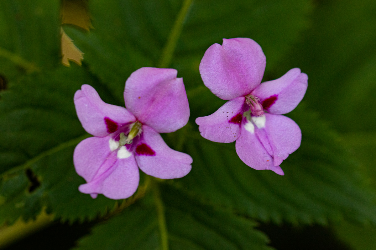 Impatiens sylvicola