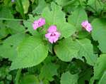 Impatiens sylvicola