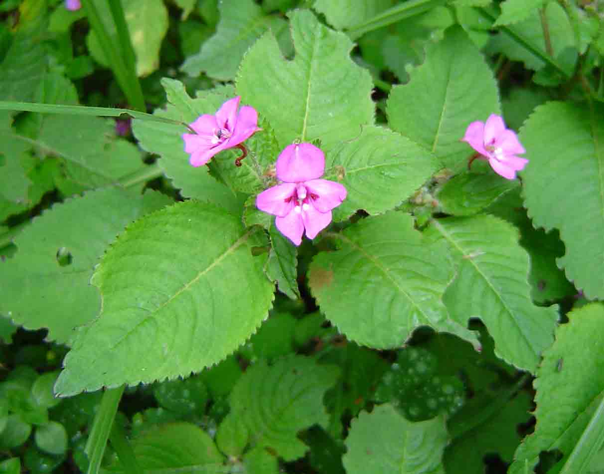 Impatiens sylvicola