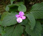 Impatiens sylvicola