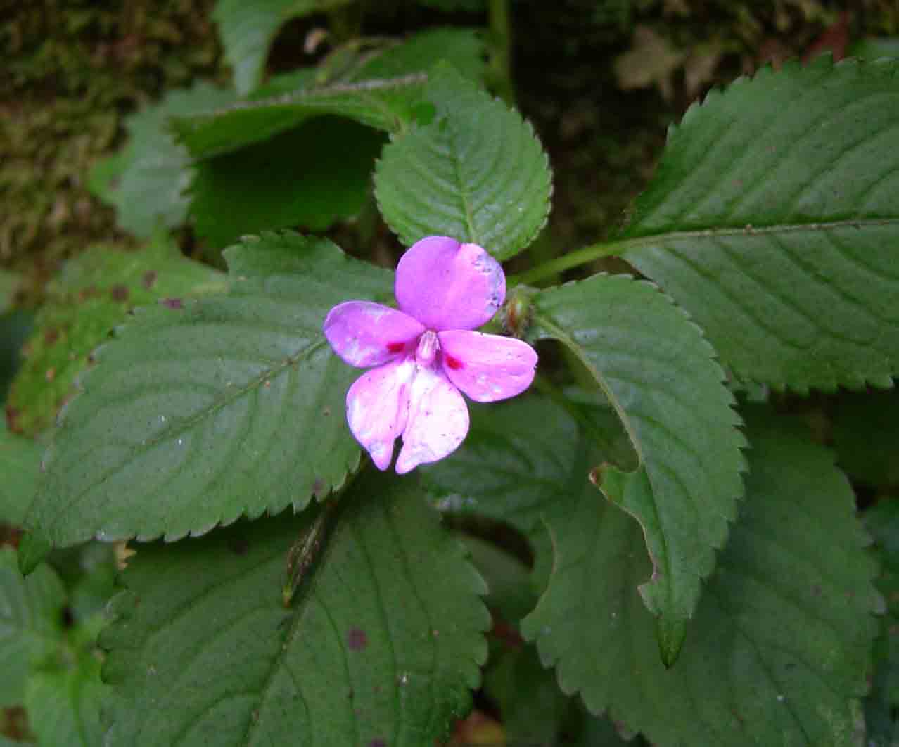 Impatiens sylvicola