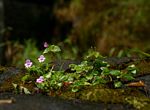 Impatiens sylvicola