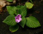 Impatiens sylvicola