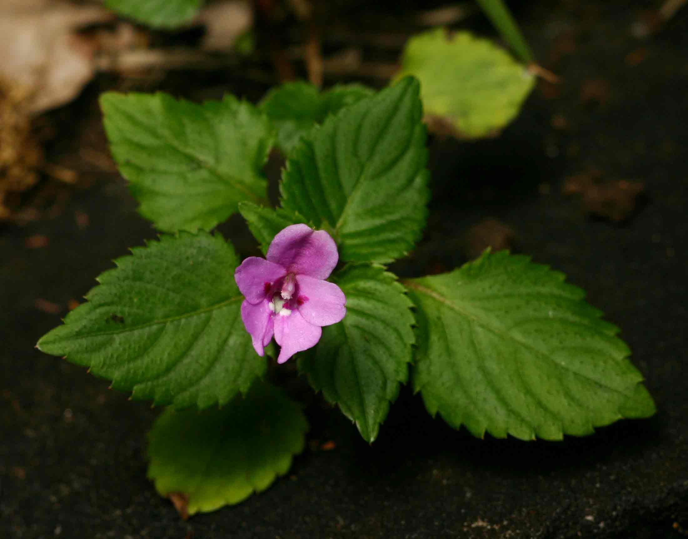 Impatiens sylvicola