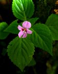 Impatiens sylvicola
