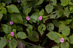 Impatiens sylvicola