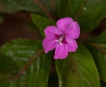 Impatiens sylvicola
