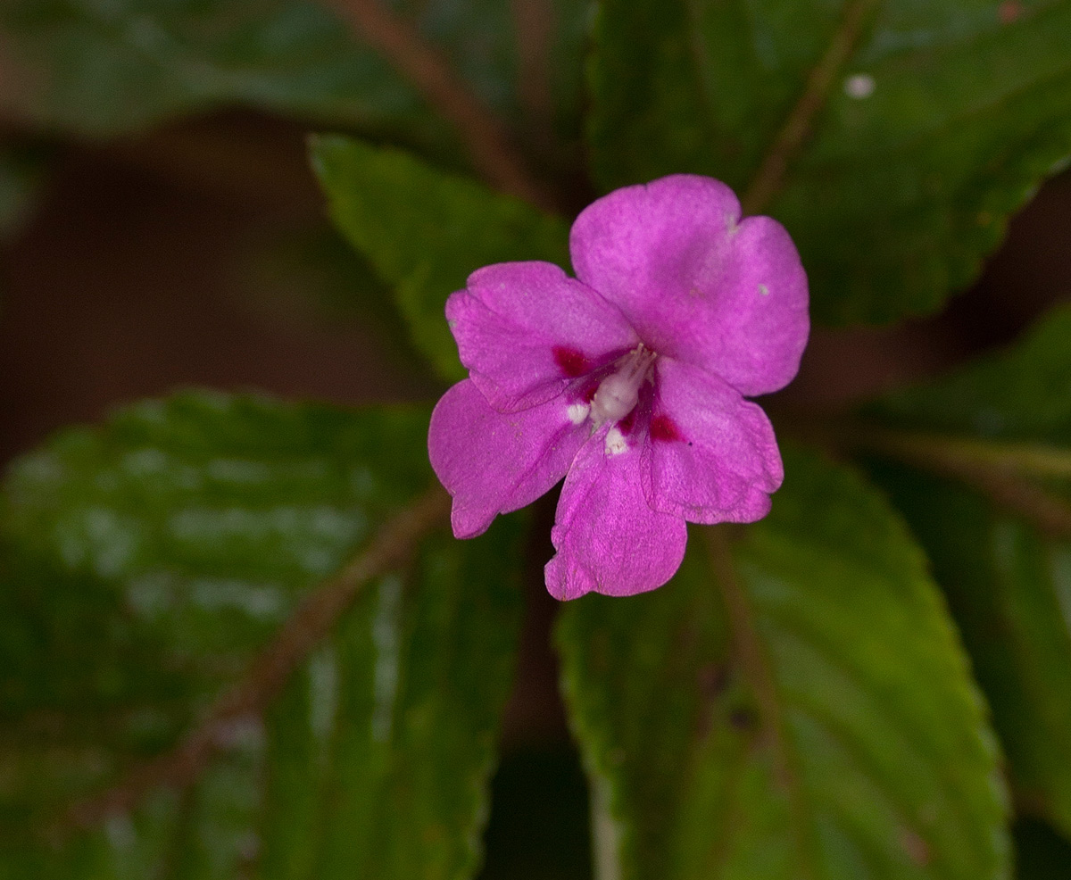 Impatiens sylvicola