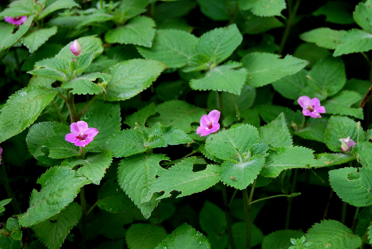 Impatiens sylvicola