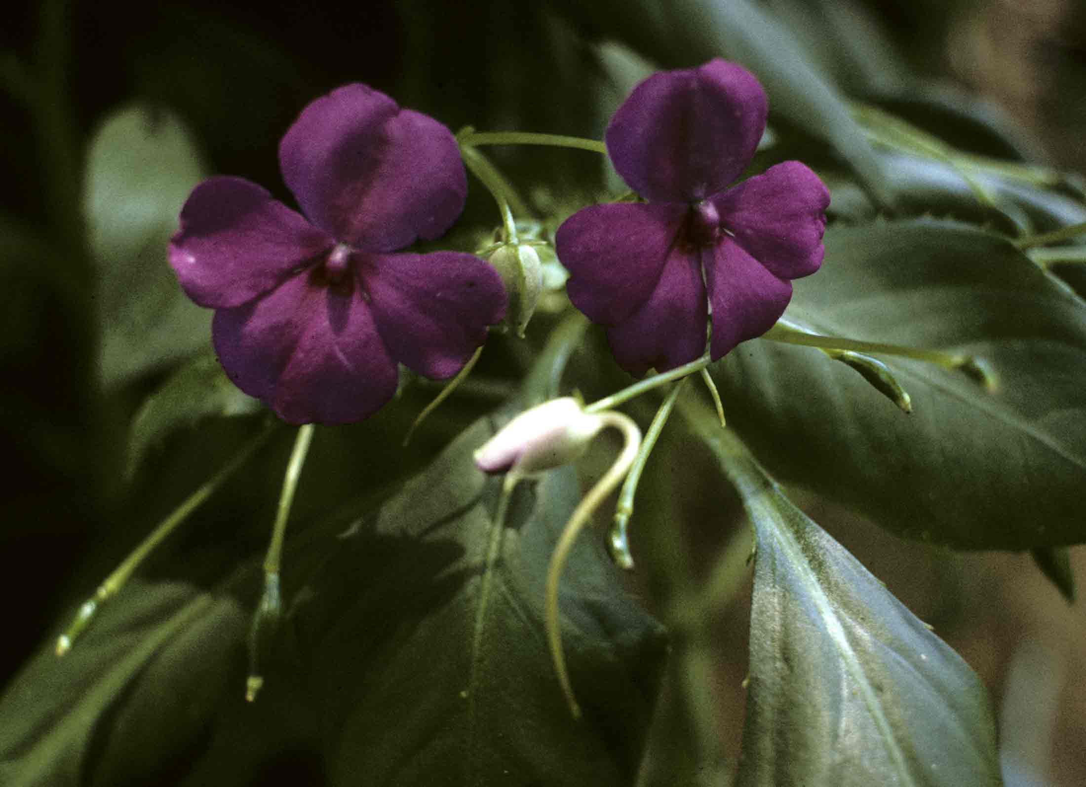 Impatiens wallerana