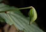 Impatiens wallerana