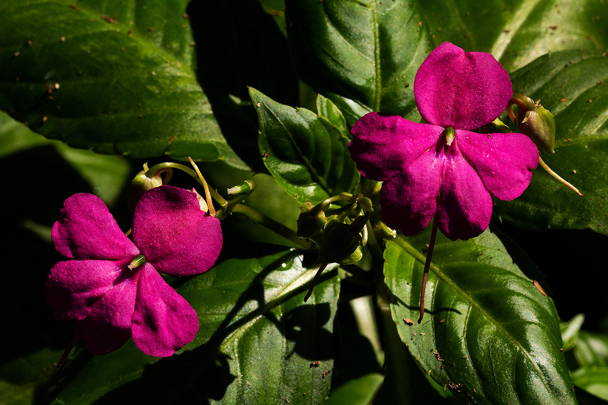 Impatiens wallerana
