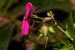 Impatiens wallerana