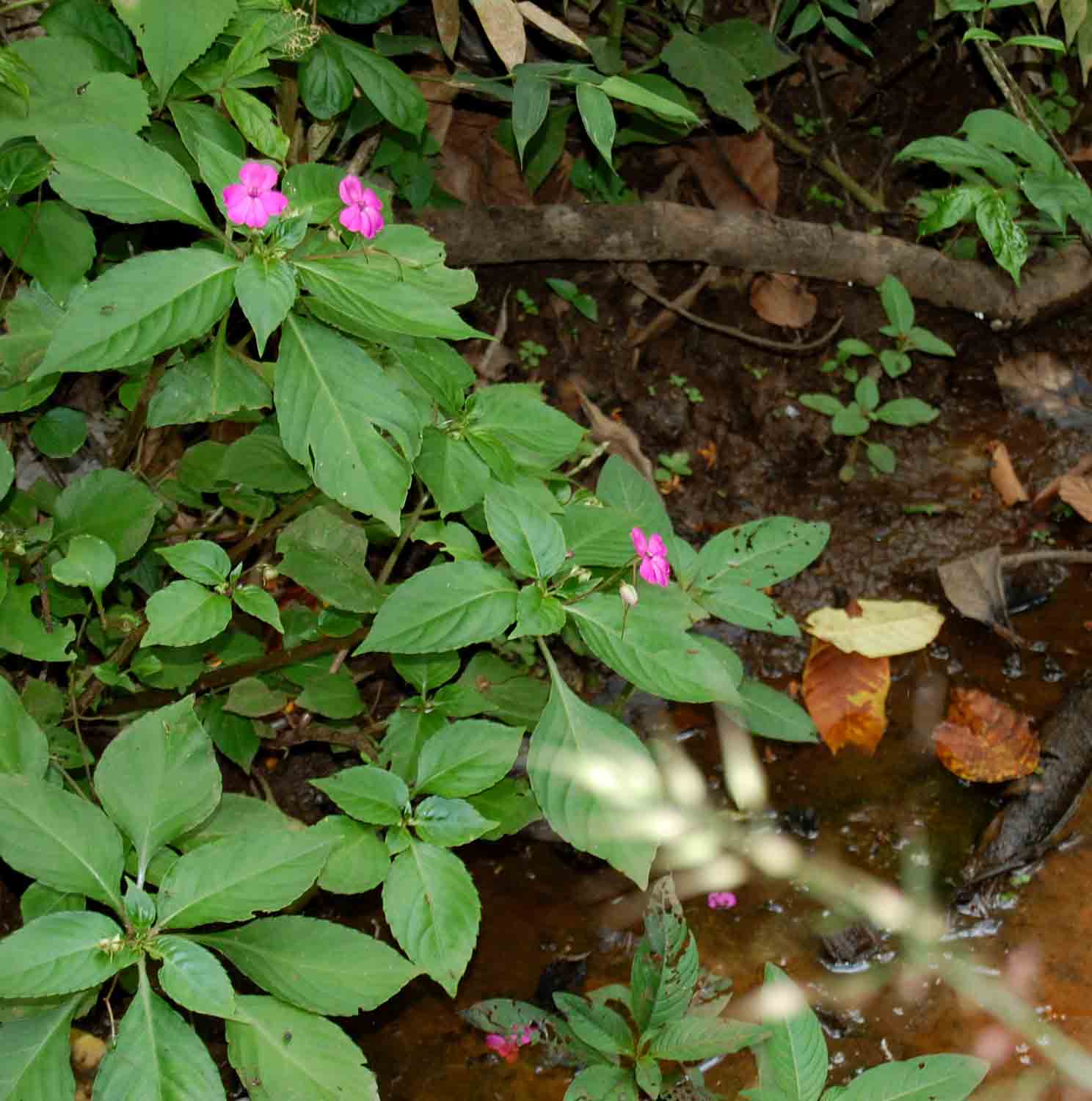 Impatiens wallerana