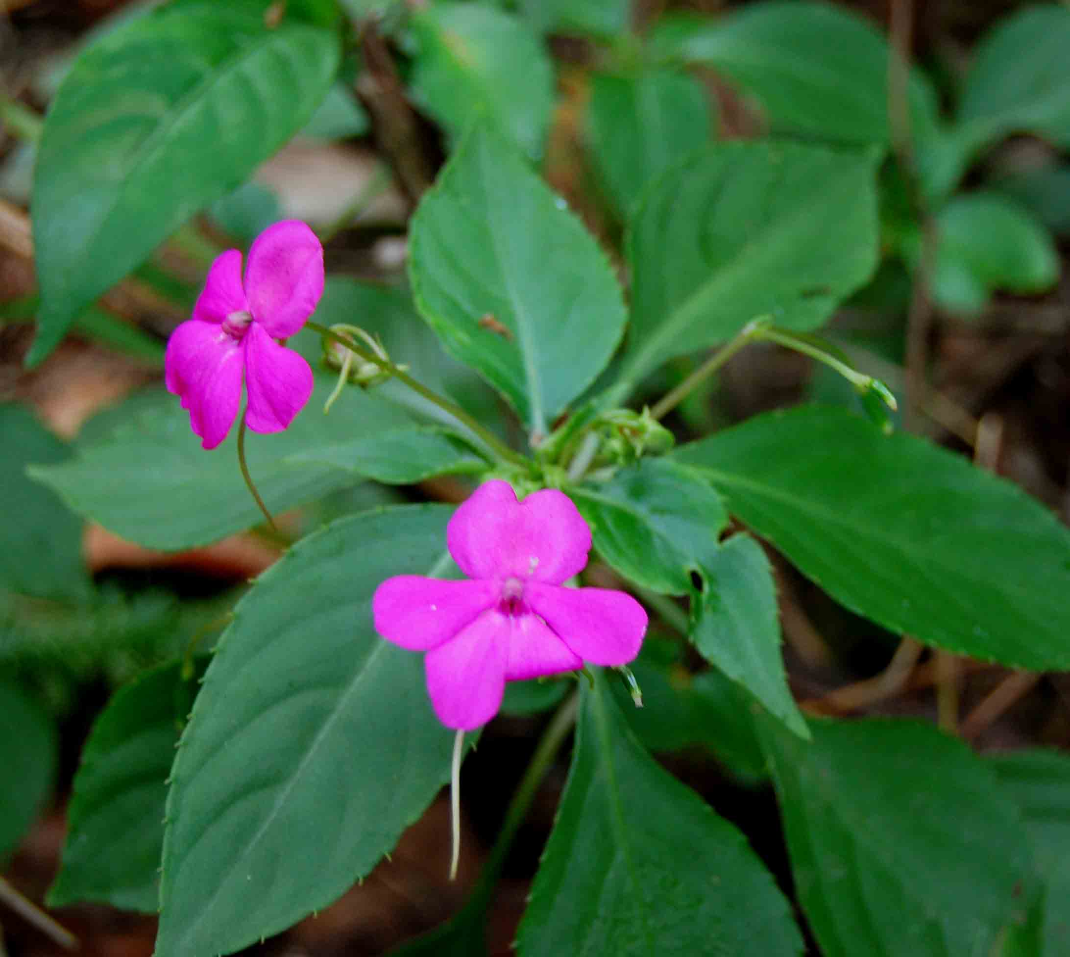 Impatiens wallerana