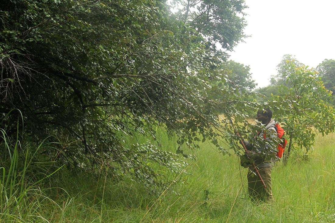 Ziziphus abyssinica