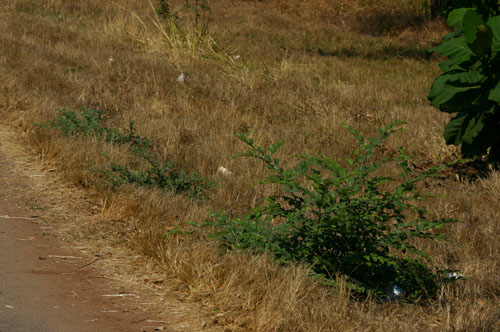 Ziziphus mauritiana