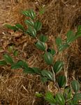Ziziphus mauritiana