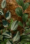 Ziziphus mauritiana