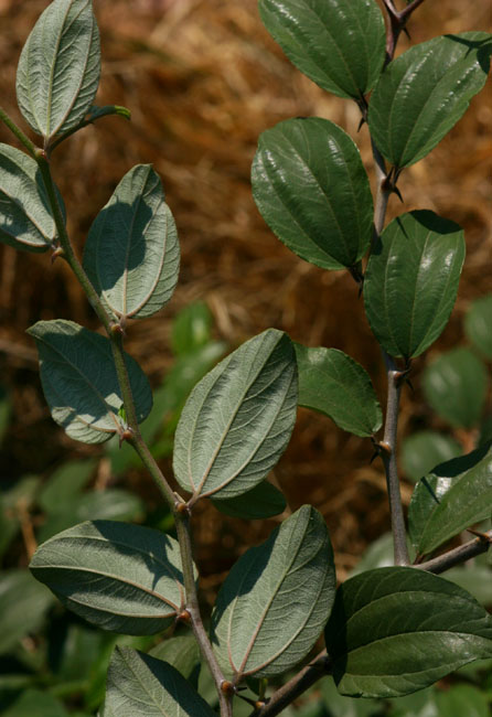Ziziphus mauritiana