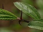 Ziziphus mauritiana