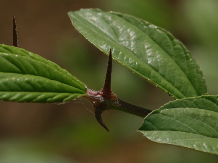 Ziziphus mauritiana