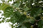 Ziziphus mauritiana