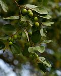 Ziziphus mauritiana