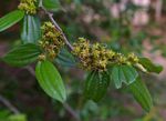 Ziziphus pubescens subsp. pubescens